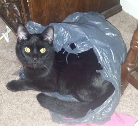 Entry image for Smaug. Clicking this image will show a larger photo