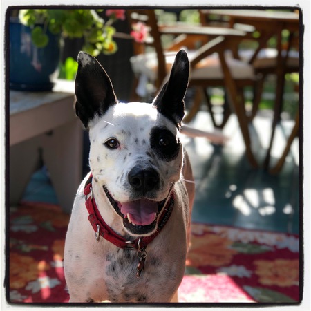 Entry image for Lucky. Clicking this image will show a larger photo