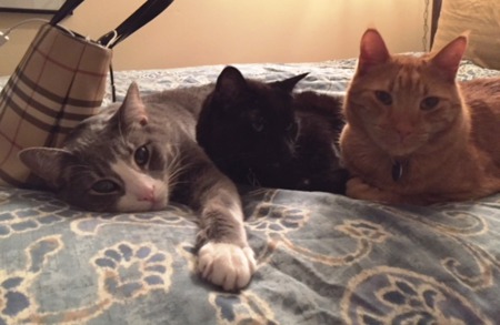 Entry image for Paulie, Harry, Simba. Clicking this image will show a larger photo