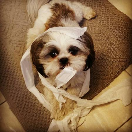 Entry image for JoJo . Clicking this image will show a larger photo