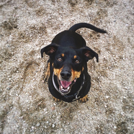 Entry image for Burke . Clicking this image will show a larger photo