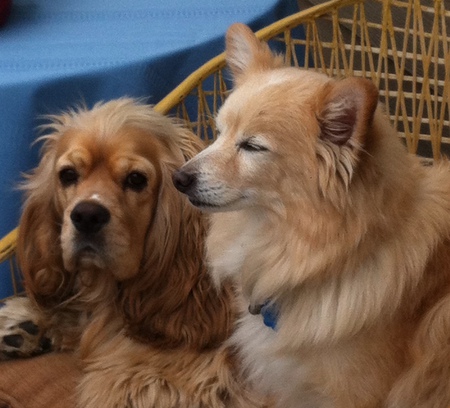 Entry image for Bentley & Frankie. Clicking this image will show a larger photo