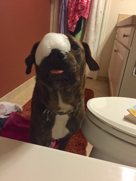 Entry image for Romeo. Clicking this image will show a larger photo