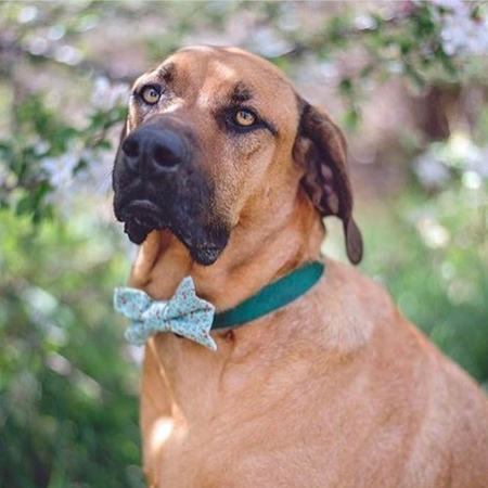 Entry image for Duke. Clicking this image will show a larger photo