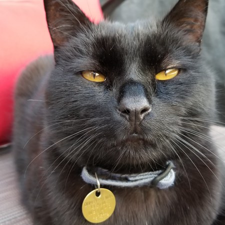 Entry image for Benjamin . Clicking this image will show a larger photo