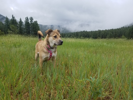 Entry image for Shiva. Clicking this image will show a larger photo