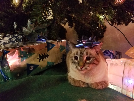 Entry image for Freyja. Clicking this image will show a larger photo