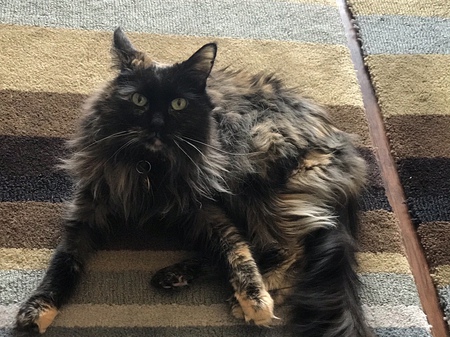 Entry image for Tara. Clicking this image will show a larger photo