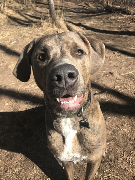 Entry image for Zeus. Clicking this image will show a larger photo