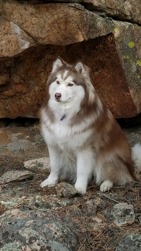 Entry image for Juneau. Clicking this image will show a larger photo