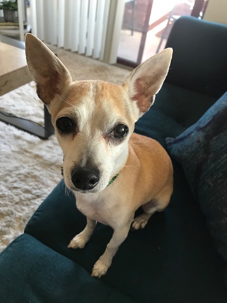 Entry image for Finn. Clicking this image will show a larger photo