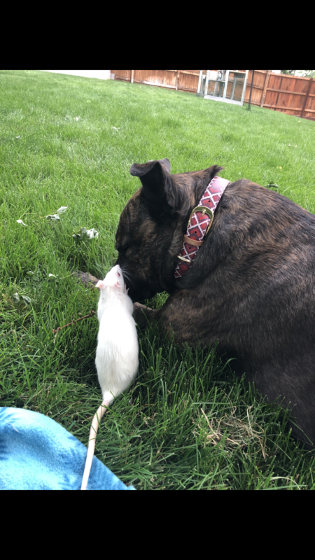 Entry image for Macey. Clicking this image will show a larger photo