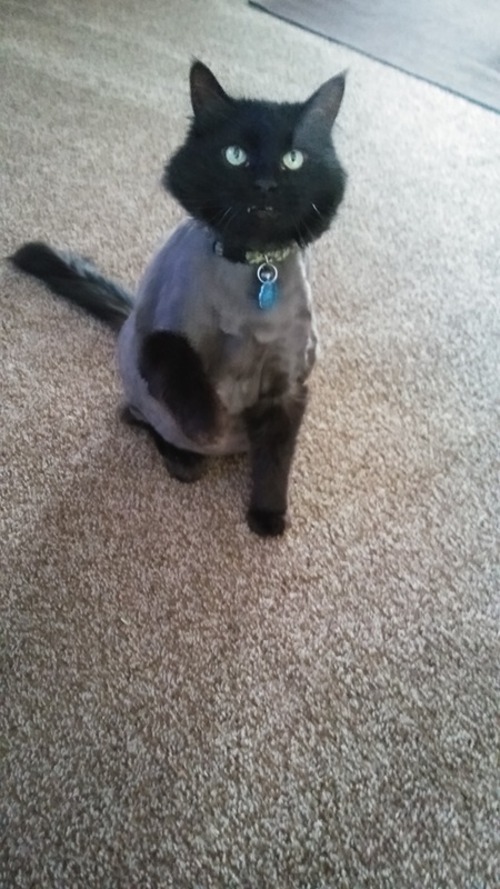 Entry image for Cosmo. Clicking this image will show a larger photo