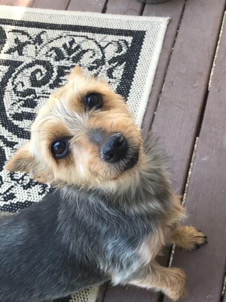 Entry image for Maggie May. Clicking this image will show a larger photo