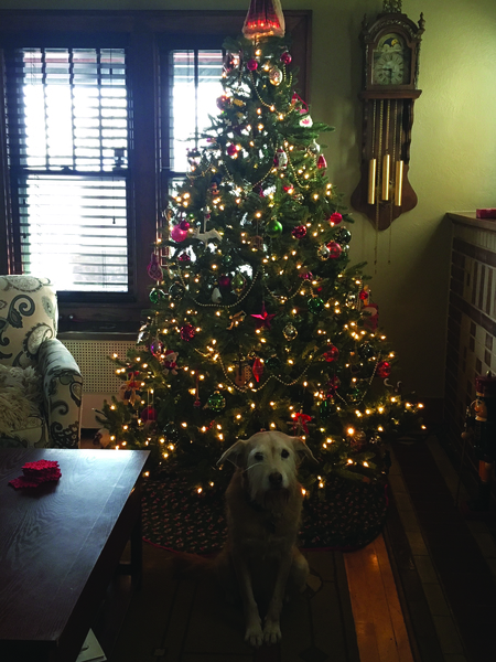 Entry image for Izzy. Clicking this image will show a larger photo