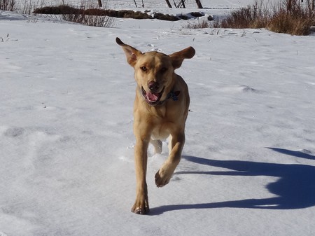 Entry image for Tripp. Clicking this image will show a larger photo