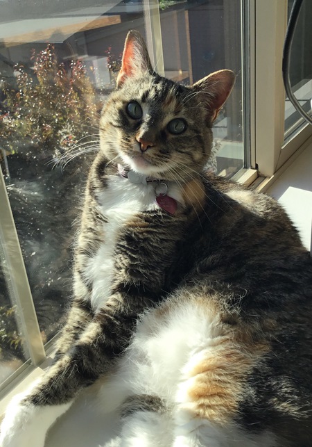 Entry image for Roxie. Clicking this image will show a larger photo