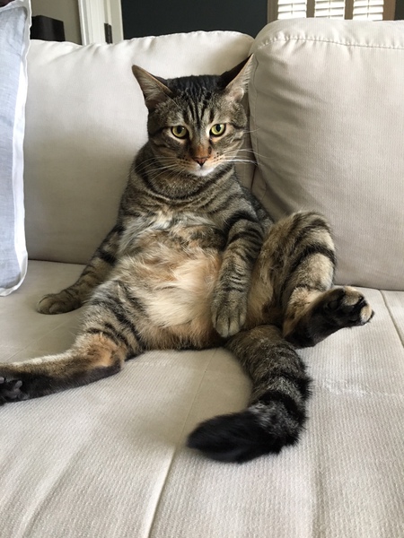 Entry image for Lex. Clicking this image will show a larger photo