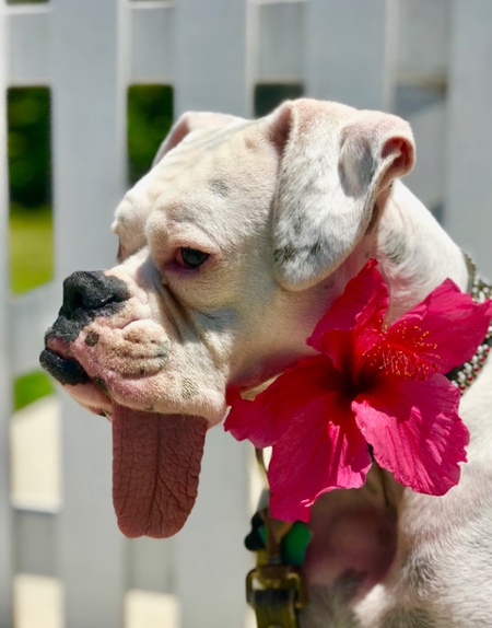 Entry image for Kiss. Clicking this image will show a larger photo