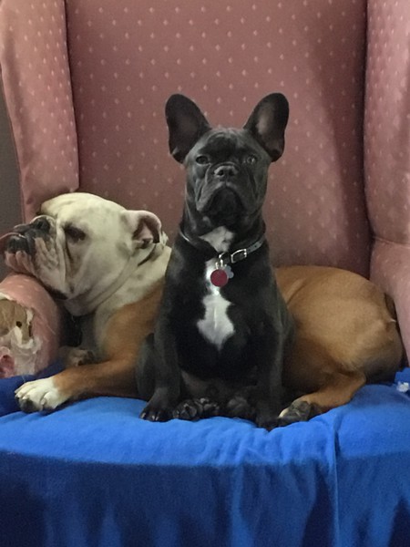 Entry image for Zeb (English bull),Shimmy (French bull). Clicking this image will show a larger photo