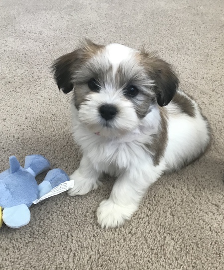 Entry image for Zoey. Clicking this image will show a larger photo