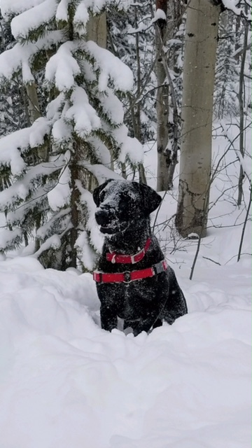 Entry image for Maggie. Clicking this image will show a larger photo