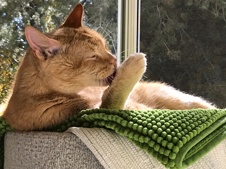 Entry image for Tigee. Clicking this image will show a larger photo