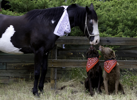 Best Buddies (Panda, Lightning & Thunder)