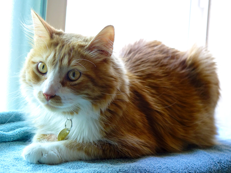 Entry image for Pisco. Clicking this image will show a larger photo