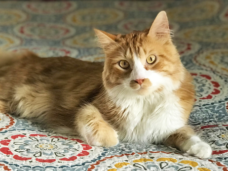 Entry image for Pisco. Clicking this image will show a larger photo