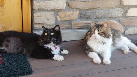 Entry image for Shusha and Cookie. Clicking this image will show a larger photo