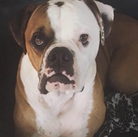 Entry image for Archie. Clicking this image will show a larger photo