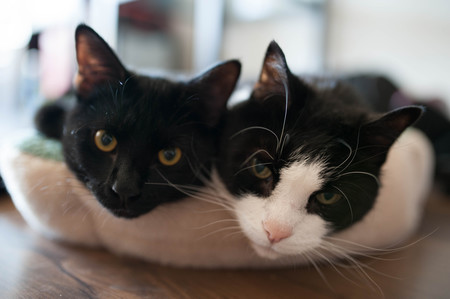 Entry image for Tochee and Janson. Clicking this image will show a larger photo