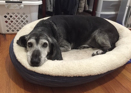 Entry image for Babette. Clicking this image will show a larger photo