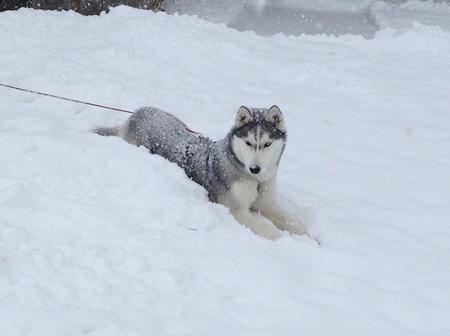 Entry image for Lakota. Clicking this image will show a larger photo