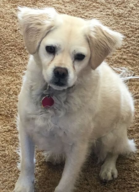 Entry image for Arnie  (as in Arnold Palmer). Clicking this image will show a larger photo