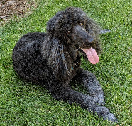 Entry image for Goose. Clicking this image will show a larger photo