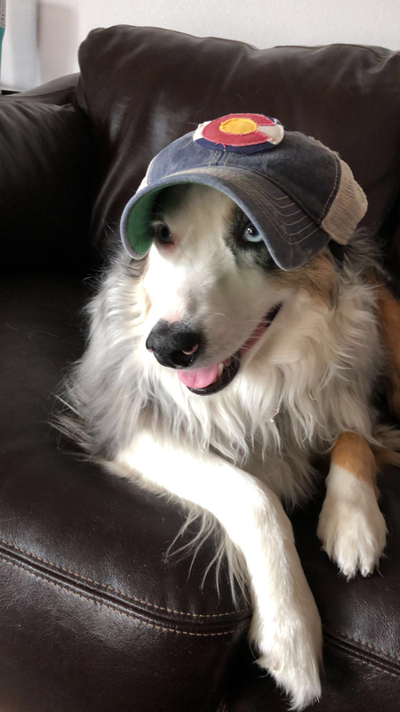 Entry image for Bailey. Clicking this image will show a larger photo