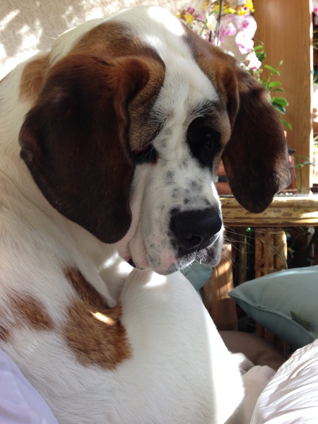 Entry image for Valentine. Clicking this image will show a larger photo