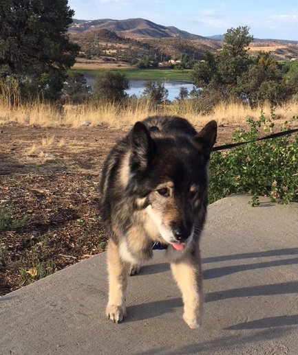 Entry image for Trooper. Clicking this image will show a larger photo