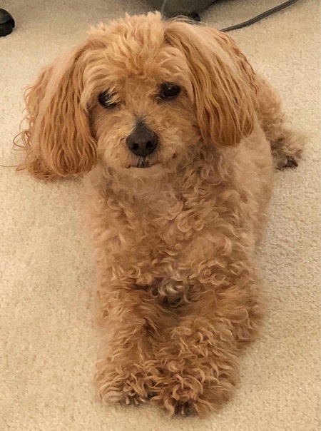 Entry image for Peanut. Clicking this image will show a larger photo