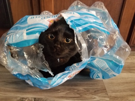 Entry image for Aspen. Clicking this image will show a larger photo