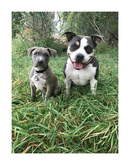 Entry image for Mowgli and Neika. Clicking this image will show a larger photo