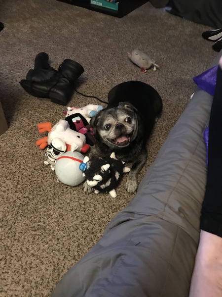 Entry image for Puga the pug. Clicking this image will show a larger photo