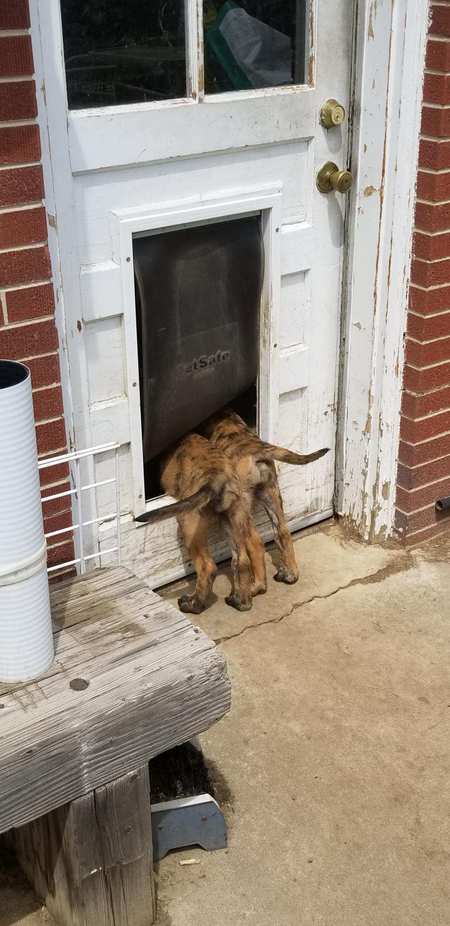 Entry image for Harley and Raven. Clicking this image will show a larger photo