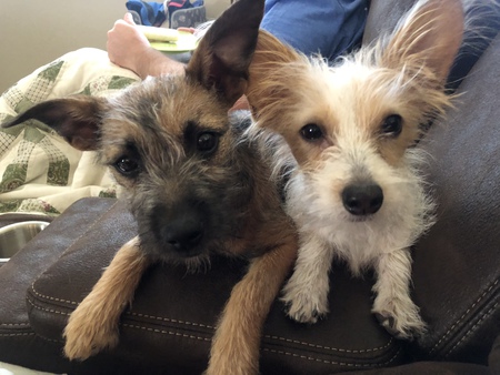 Entry image for Chewie & Yota. Clicking this image will show a larger photo