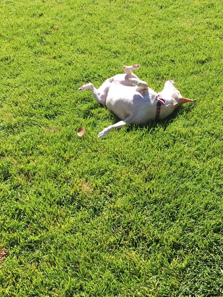 Entry image for Jasmine. Clicking this image will show a larger photo