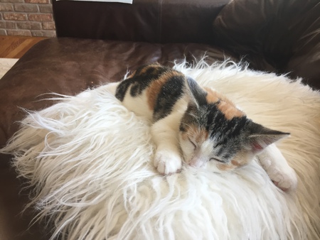 Entry image for Bubu. Clicking this image will show a larger photo