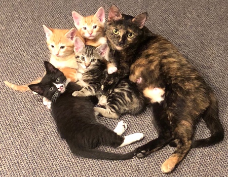 Entry image for Mama Tia and her babies. Clicking this image will show a larger photo