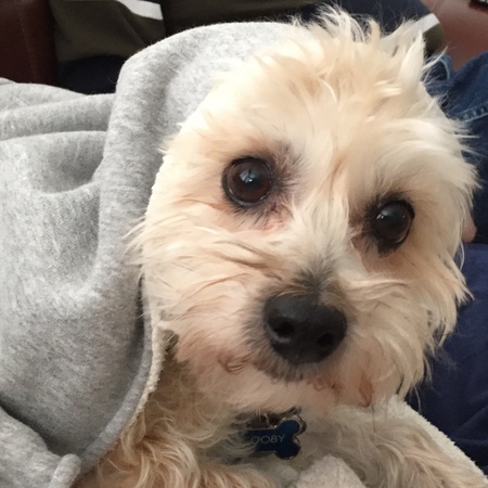 Entry image for Scooby . Clicking this image will show a larger photo